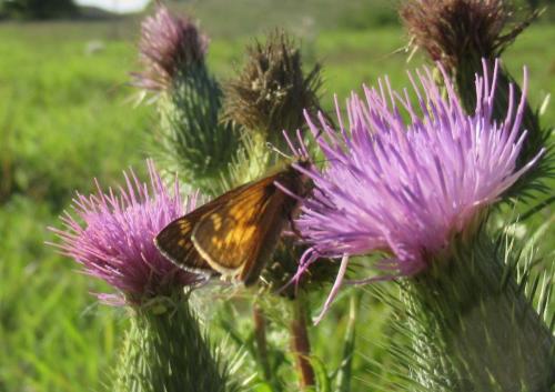 Ochlodes sylvanus